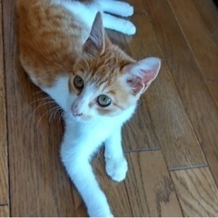 里親募集。３ヵ月程の保護猫です。 - 猫