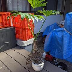 観葉植物４種類　の画像