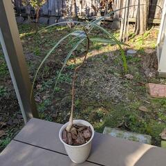 観葉植物４種類　の画像