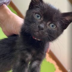 ★元気いっぱい黒猫、ハナちゃん【No.④】→予約済