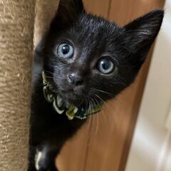 ★元気いっぱい黒猫、ルークくん【No⑪】→交渉中