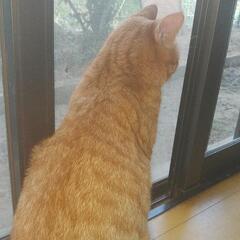 窓ガラスのフィルム施工