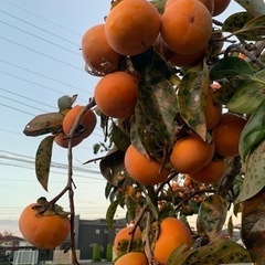 柿　格安　種有り　受渡者決定致しましたの画像