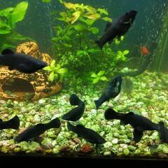 熱帯魚　ブラックモーリーの画像