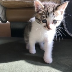 生後1ヶ月　仔猫　元気な女の子　里親さん決まりました