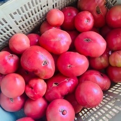大急募⑤規格外トマト🍅¥500〜¥1,500数量限定