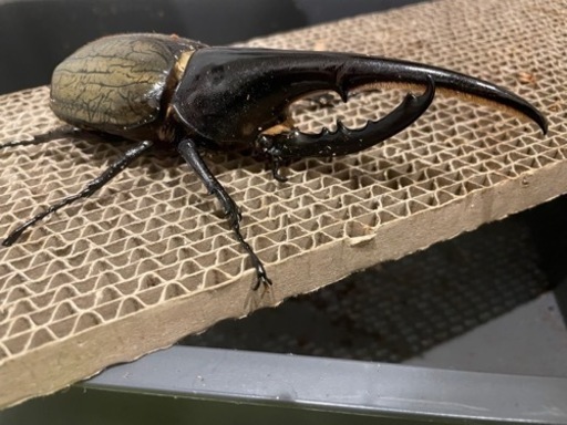 DHヘラクレス 2オス　オマケ1メス　即ブリ