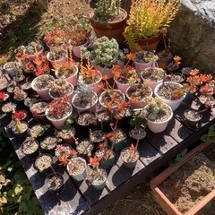 多肉植物