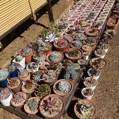 多肉植物の画像
