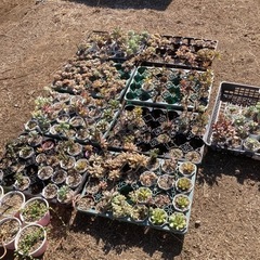 多肉植物の画像