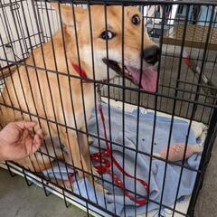 《再募集》2019年11/11生れの室内飼い中型犬♀里親募集 - 伊予郡