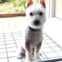 ホワイトテリアの里親を探しております。病気の為飼えなくなってしまいました。宜しくお願い致します。 − 茨城県
