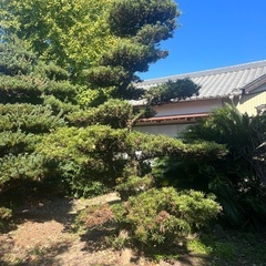 植木もらってください　ソテツ　ゴヨウマツ　イヌマキの画像