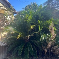 植木もらってください　ソテツ　ゴヨウマツ　イヌマキの画像