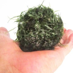 水草,ウイローモス10g　100円