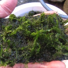 水草,ウイローモス10g　100円の画像