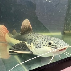 レッドテールキャットの中古が安い！激安で譲ります・無料で