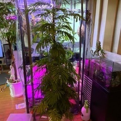 格安出品　価格相談してください。実生エバーフレッシュ180cm 6株立ちの画像