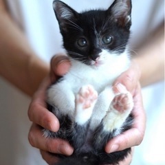 白黒やんちゃな女の子 えるちゃん