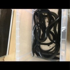 天然ウナギ　100g 〜  200g  10本の画像
