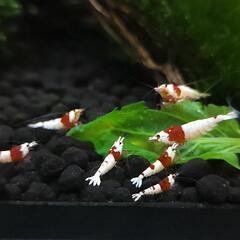 レッドビーシュリンプ 5匹の画像