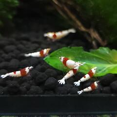 レッドビーシュリンプ 5匹