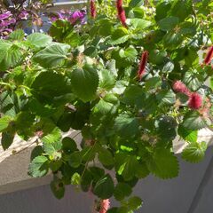 キャットテール　植物差し上げます