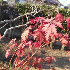 品種もみじアリアデンの画像