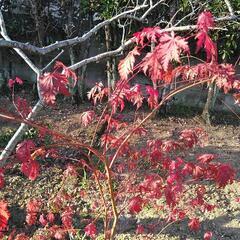 品種もみじアリアデンの画像