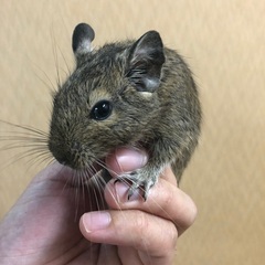 デグー(アグーチヘテロブラック＆サンド)お迎え募集中