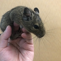 デグー(アグーチヘテロブラック＆サンド)お迎え募集中 - 和歌山市