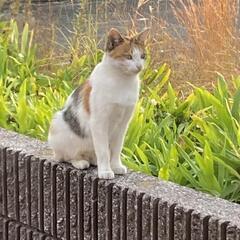 かわいい三毛猫ちゃんです。
