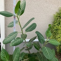お部屋のインテリアに観葉植物　フィカス　ベンガレンシスの画像