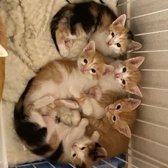 9月18日産まれた子猫ちゃん