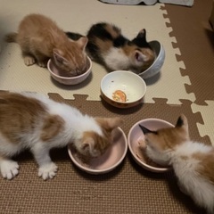 9月18日産まれた子猫ちゃん - 八千代市