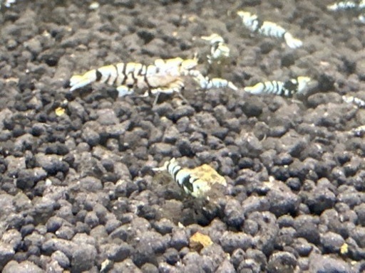 ブラックタイガーシュリンプ50匹特別価格‼