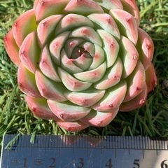 ♡超美苗♡ エケベリア　韓国苗　アーサー×ピンククリスタルローズの画像