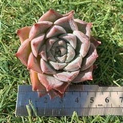 ♡美苗♡エケベリア　韓国苗　アーサー×ピンククリスタルローズの画像