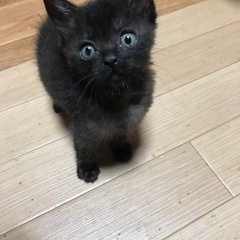 生後1ヶ月半の子です　この子の家族になってあげて下さい