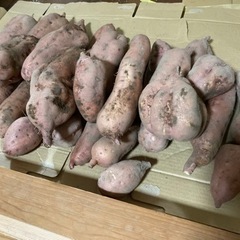 サツマイモ、さつまいも(安納芋)です