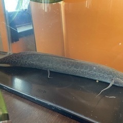 肺魚エチオピクス！熱帯魚　交換可の画像