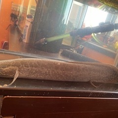 肺魚エチオピクス！熱帯魚　交換可