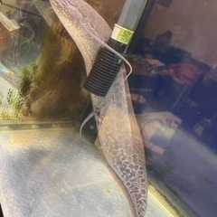 肺魚エチオピクス！熱帯魚　交換可の画像