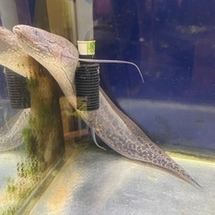 肺魚エチオピクス！熱帯魚　交換可の画像