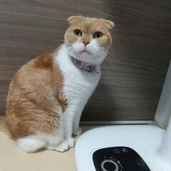 急募  スコティッシュ９才   ミーちゃん♀ - 猫