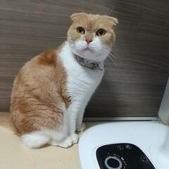 急募  スコティッシュ９才   ミーちゃん♀ - 座間市