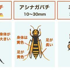 蜂駆除　スズメバチ駆除　害虫　蜂の巣　蜂退治 - 害虫/害獣駆除