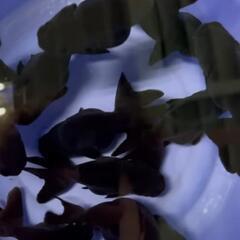 金魚 黒らんちゅう
