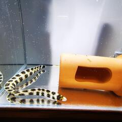 クモウツボの画像