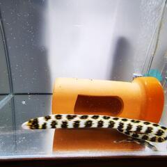 クモウツボの画像